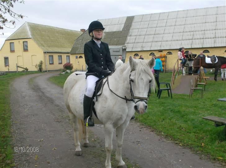 Welsh Pony (sec B) Lisette  - sødt billede, af en sød hest..heh<3 billede 9