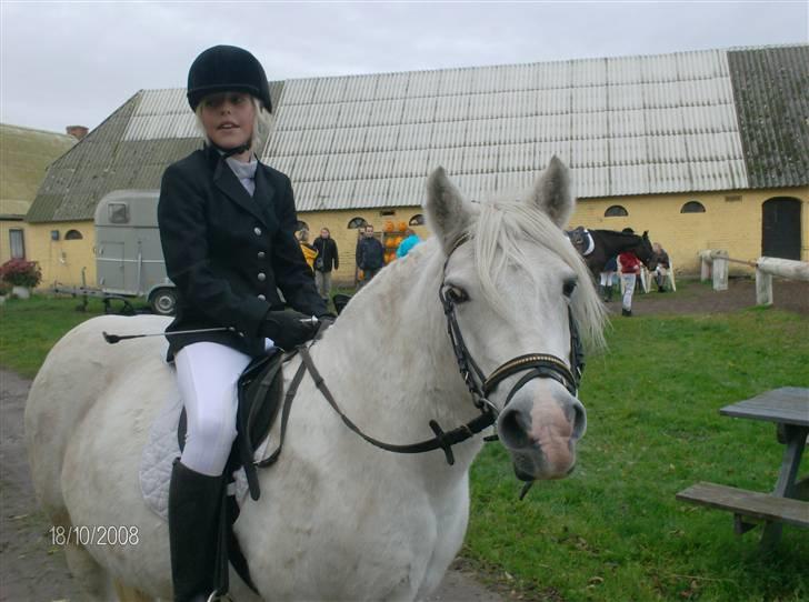 Welsh Pony (sec B) Lisette  - min smukke lisette..<3 billede 10