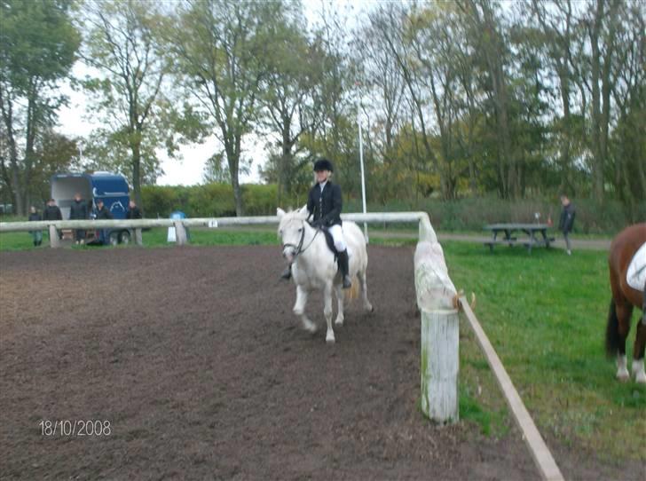 Welsh Pony (sec B) Lisette  billede 11
