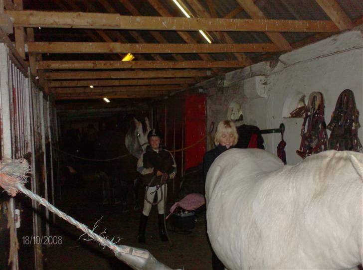 Welsh Pony (sec B) Lisette  billede 13