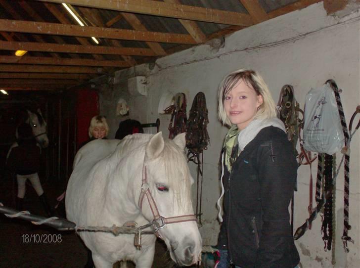 Welsh Pony (sec B) Lisette  billede 14