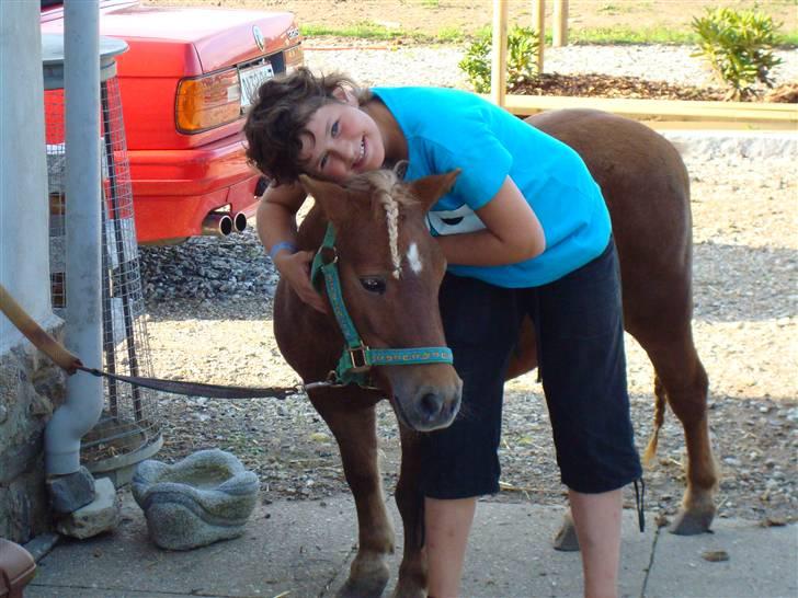 Shetlænder Primadonna SOLGT billede 1