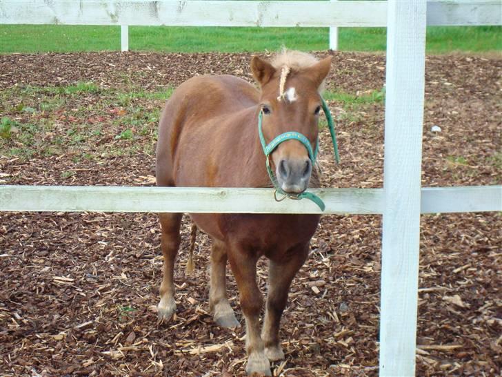 Shetlænder Primadonna SOLGT billede 3