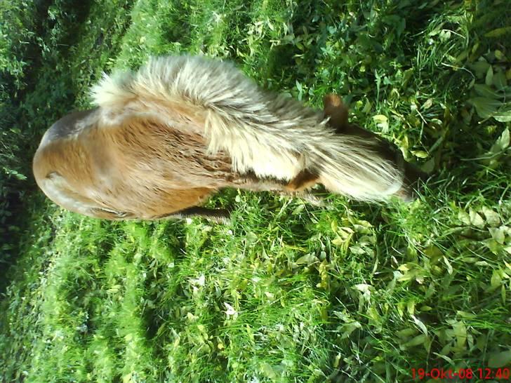 Shetlænder Primadonna SOLGT billede 5