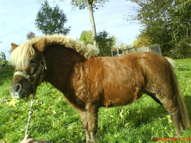 Shetlænder Primadonna SOLGT billede 7