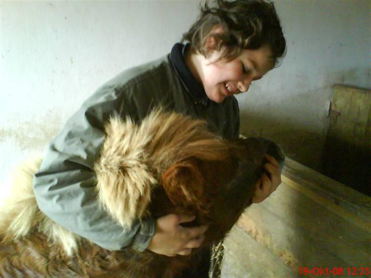 Shetlænder Primadonna SOLGT billede 10