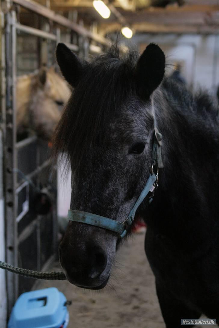 Anden særlig race Macy Grace *solgt* - Velkommen til min prinsesse ponys profil xD i må meget gerne ligge en kommentar og gi en bedømmelse. Tak for besøget (: billede 1
