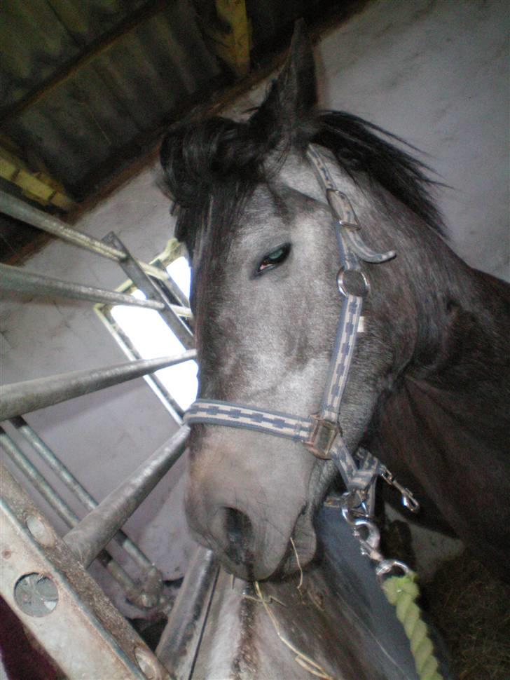 Anden særlig race Macy Grace *solgt* - onde onde macy!! xD billede 2