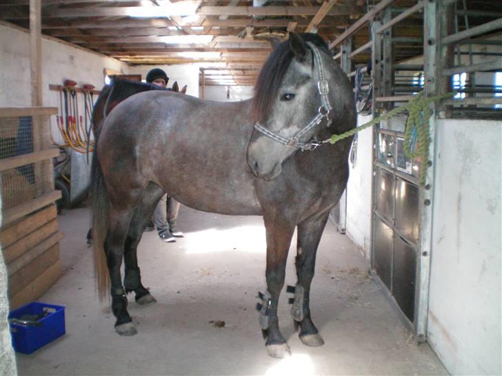 Anden særlig race Macy Grace *solgt* - Prinsesse ponyen :D<3 billede 3