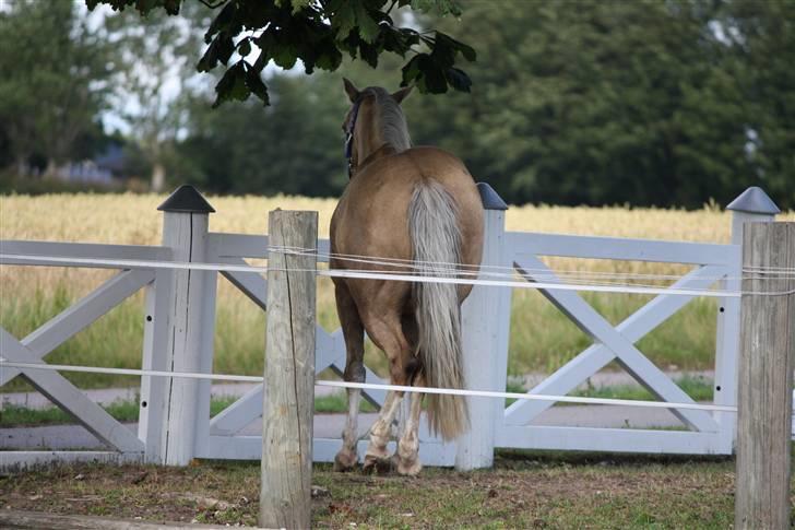 Irsk Sportspony Triple Gold(:  -  foto: Mig ;D billede 3