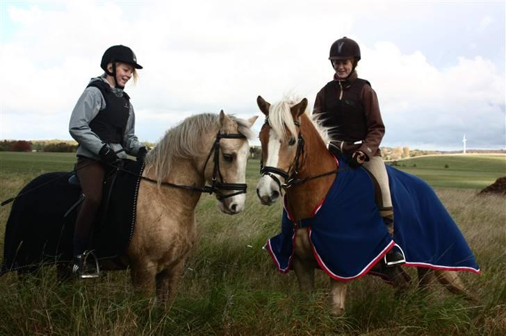 Irsk Sportspony Triple Gold(:  - Triple og mig og Apple Jack og isabell foto: louise billede 4