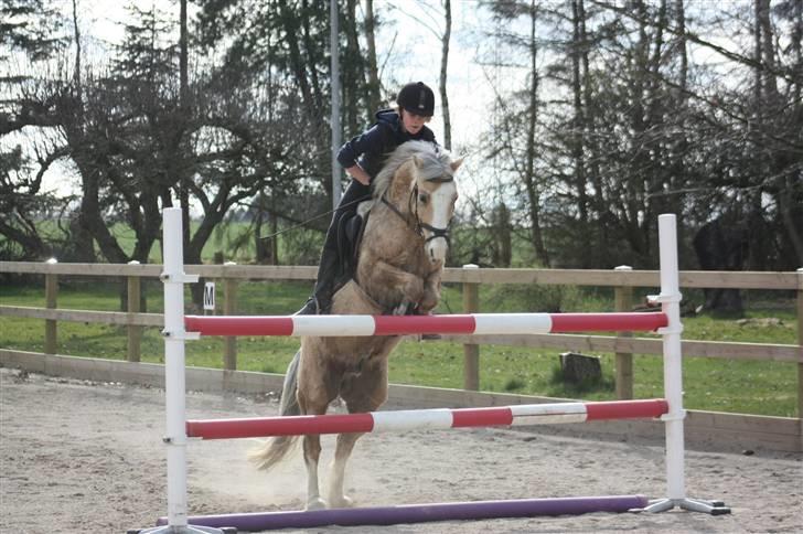 Irsk Sportspony Triple Gold(:  - 1,15 cm 6 april :b NYT foto: Louise :b<3 billede 5