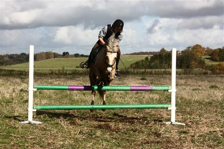 Irsk Sportspony Triple Gold(:  - spriiing!! =) kun 75 cm. =) foto: louise billede 6