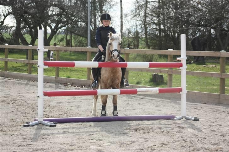 Irsk Sportspony Triple Gold(:  - 1,15 cm 6 april :b NYT foto: louise <3 billede 7