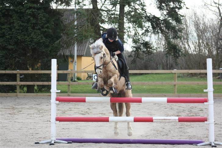 Irsk Sportspony Triple Gold(:  - Min lille dreng<3 6 april Nyt! foto: louise billede 9