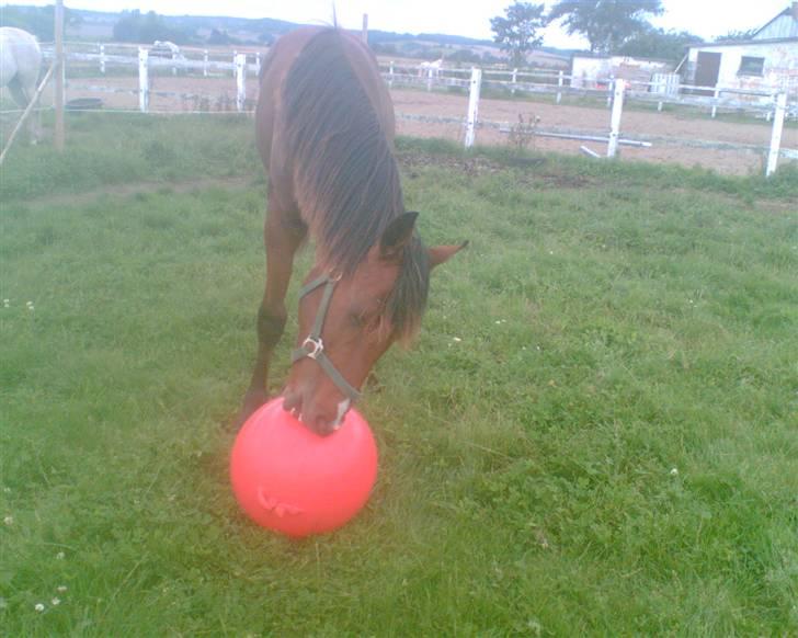 Pinto Figaro ponygården billede 14