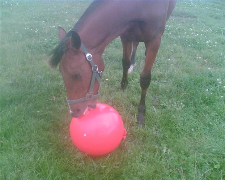 Pinto Figaro ponygården billede 15