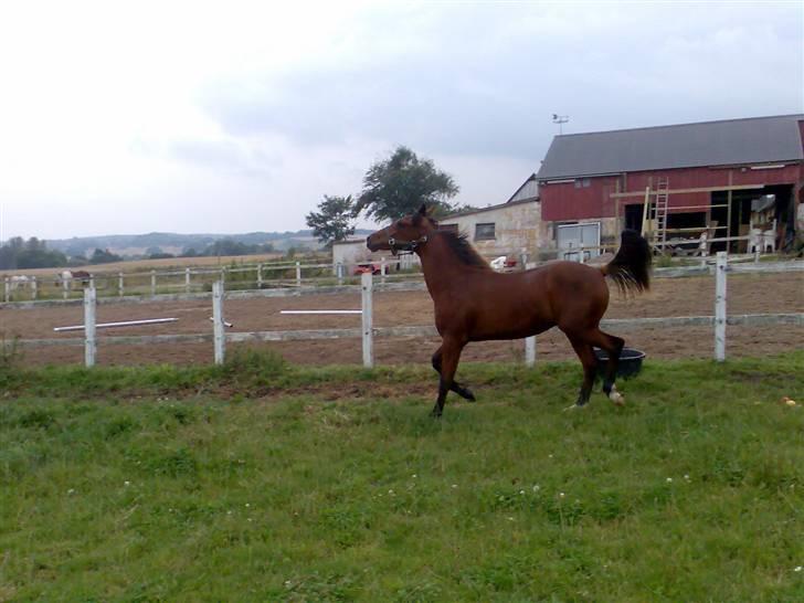 Pinto Figaro ponygården billede 16