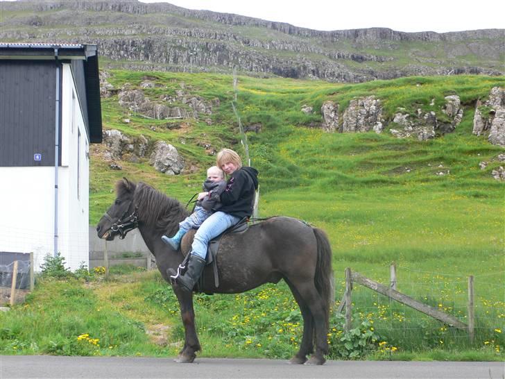 Færøsk hest sylvi - jeg og min veninde var enige om at tage billeder af sylvi .. hvor han stod på asfalt .. men sylvi har ike samme mening som os.. men vi fik nogle billeder hvor han stod stille. billede 3