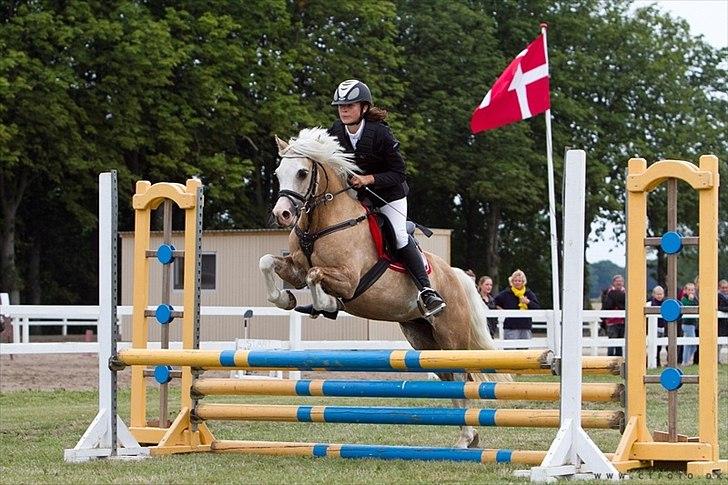 Welsh Pony af Cob-type (sec C) Åvangs Pepita - pippi jeg elsker dig<3 billede 3