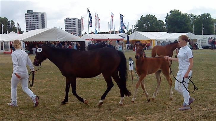 New Forest Åbakkens Morgan - Det fynske dyrskue 2008 billede 7