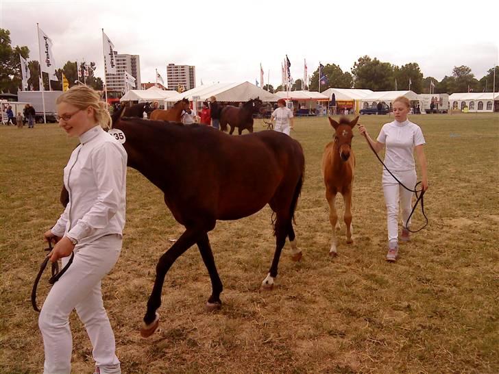 New Forest Åbakkens Morgan - Det fynske dyrskue 2008 billede 8