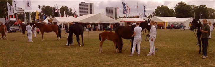 New Forest Åbakkens Morgan - Det fynske dyrskue 2008 billede 9