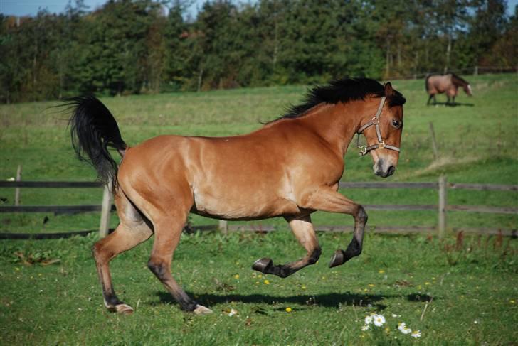 Anden særlig race Aniara - Ani på fold ved "Søndergård" fotograf mig:) billede 3