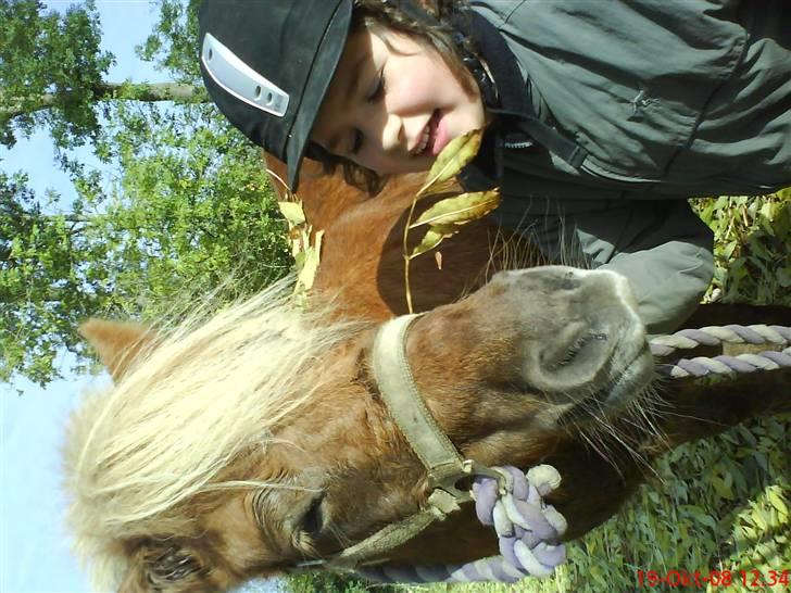 Shetlænder Primadonna SOLGT billede 13