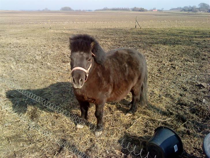 Shetlænder prins<33 R.I.P :'( - Prins <3  billede 6