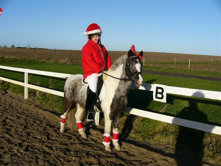 Pinto funny - er i mark til stævne og er klæt ud billede 15