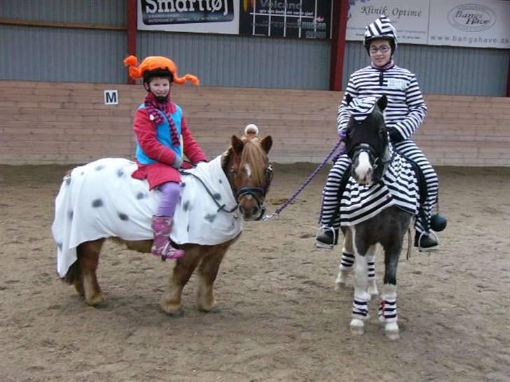 Pinto funny - er på vej til juleoptog i maribo billede 18