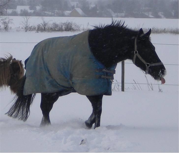 DSP Bethoven af stensnæs B-pony - hehe bimse der fanger snefnug med tungen billede 6