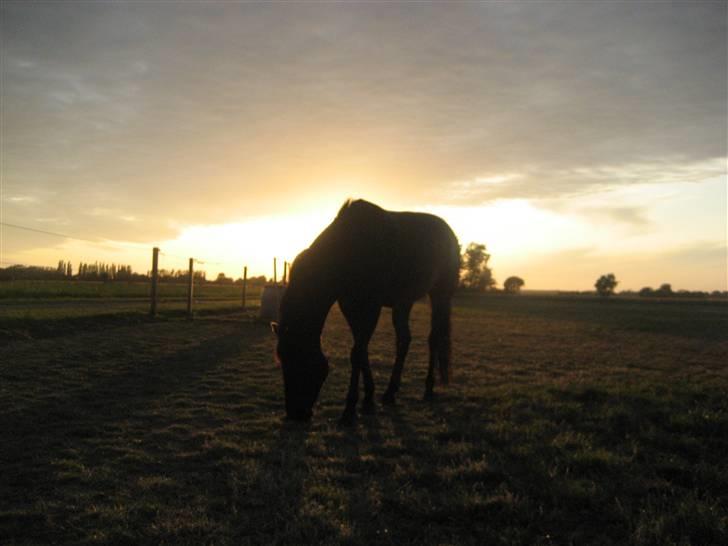 DSP Bethoven af stensnæs B-pony - bimse i en smuk solned gang billede 7