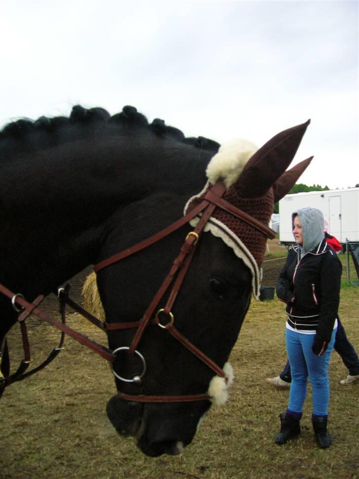 Hollandsk Varmblod Zorro # R.i.p # <3 - Velkommen til Zorro´s profil. billede 1