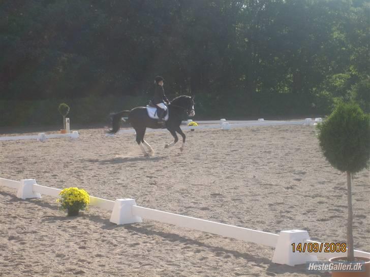 Welsh Mountain (sec A) Brookhall Casanova udleje billede 8