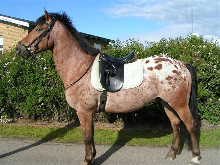 Appaloosa Krezip billede 20