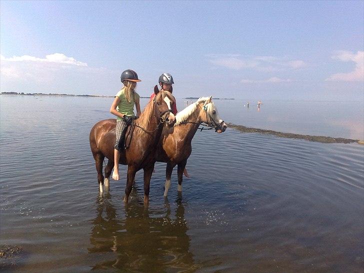 Welsh Pony af Cob-type (sec C) Åvangs Pepita - Avnø billede 11