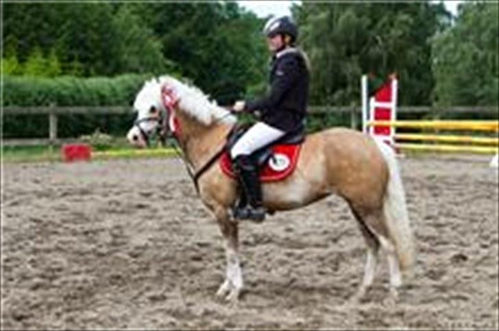 Welsh Pony af Cob-type (sec C) Åvangs Pepita - 1. PLADS <3 HAHA ELSKER DIG SKAT <3  billede 12