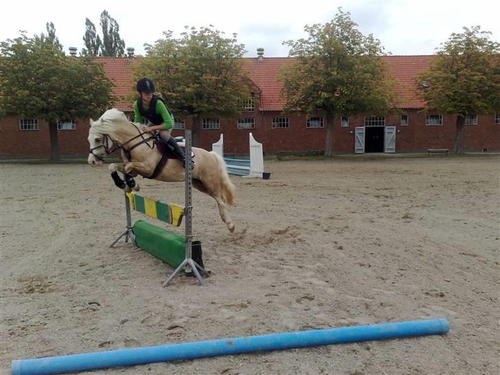 Welsh Pony af Cob-type (sec C) Åvangs Pepita - spring træning billede 15