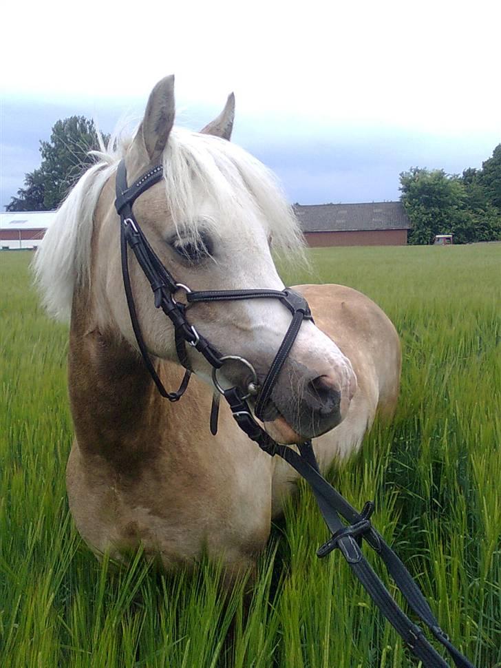 Welsh Pony af Cob-type (sec C) Åvangs Pepita - på tur med søsser på marken billede 16