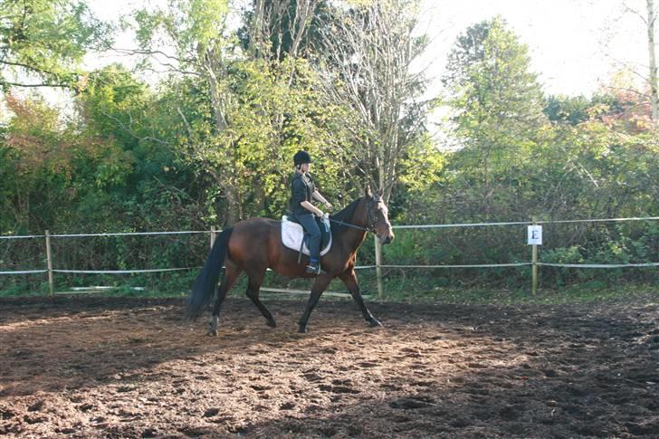 Dansk Varmblod Fru larsen<3 - vi kigger ik lige på mig billede 14