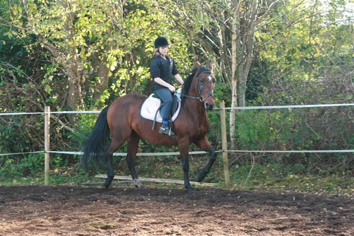 Dansk Varmblod Fru larsen<3 billede 15