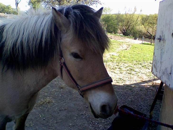 Fjordhest Titus - Det sidste billede ;´/ billede 8