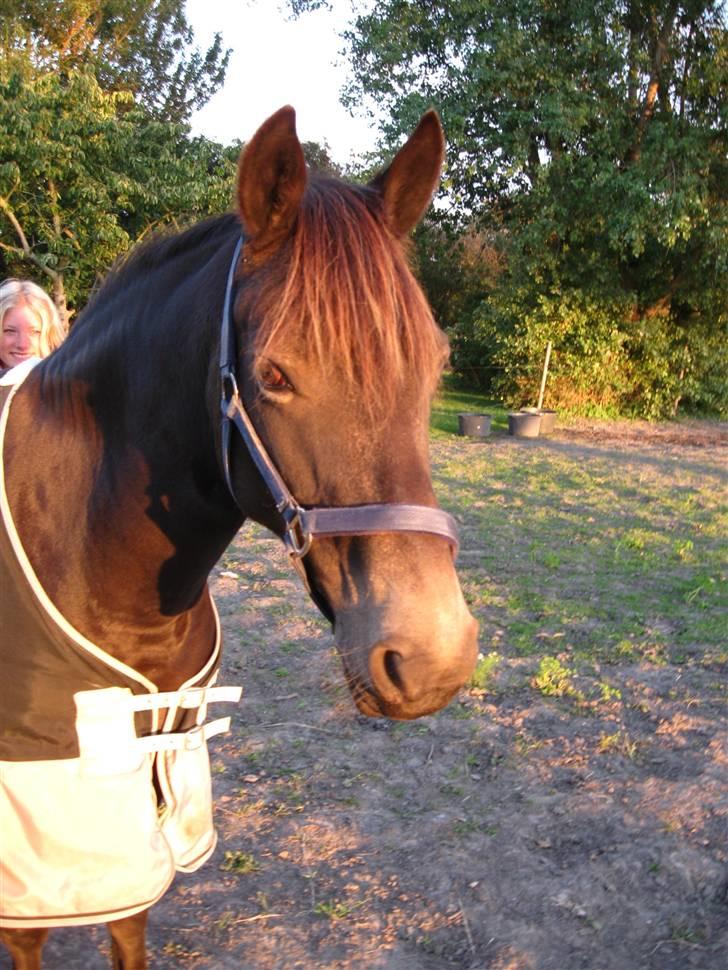 Anden særlig race Bailey - ude på folden :)<3 billede 17