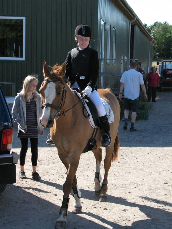 Anden særlig race Shardik *R.I.P* billede 3