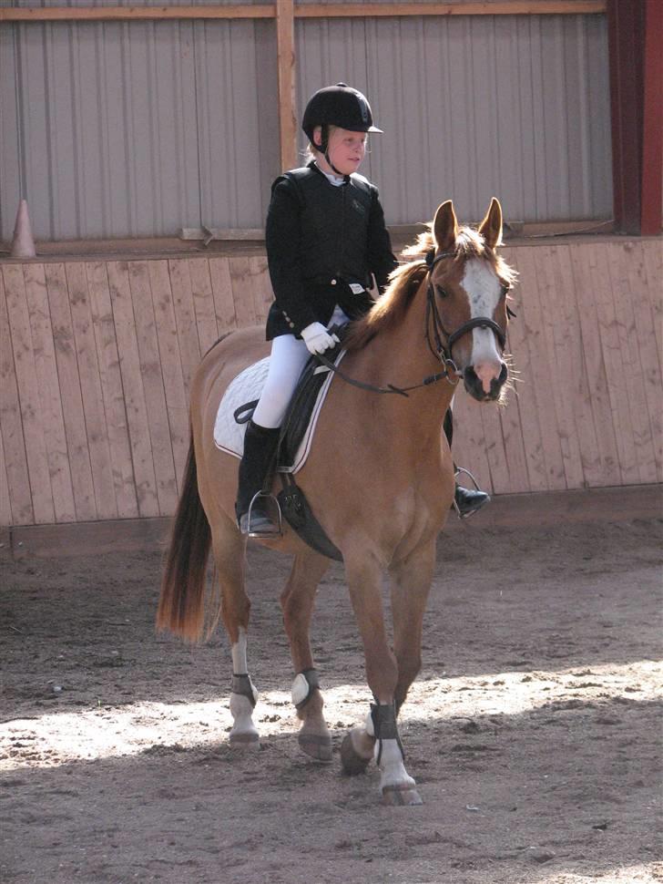 Anden særlig race Shardik *R.I.P* billede 4