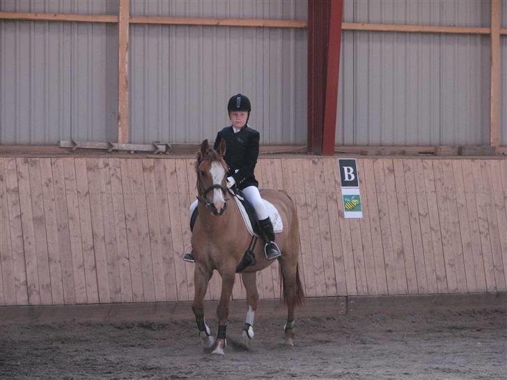 Anden særlig race Shardik *R.I.P* billede 5