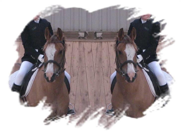 Anden særlig race Shardik *R.I.P* billede 6