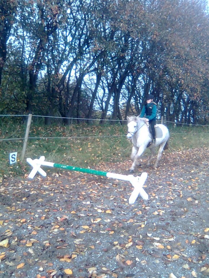 Anden særlig race Mistral  *RED ENGANG* billede 6